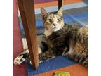 Adopt Winter a Tortoiseshell Domestic Mediumhair / Mixed cat in Philadelphia