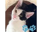 Adopt Tiramisu a White Domestic Shorthair / Domestic Shorthair / Mixed cat in