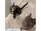 Adopt Lucas and Eleven a Gray or Blue American Shorthair / Mixed (short coat)