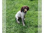 German Shorthaired Pointer PUPPY FOR SALE ADN-776143 - German Shorthaired