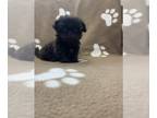 Shih Tzu PUPPY FOR SALE ADN-776110 - Shihtzu