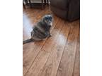 Adopt Melanie a Gray or Blue (Mostly) Domestic Mediumhair / Mixed (medium coat)