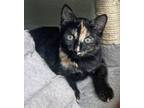 Adopt LITITIA a Tortoiseshell Domestic Shorthair (short coat) cat in Prescott