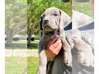 Cane Corso PUPPY FOR SALE ADN-776095 - Cane corso puppy
