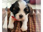 Shih Tzu PUPPY FOR SALE ADN-776092 - Female Shih Tzu Puppy