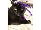Adopt Betty Boop is beautiful! a All Black Domestic Shorthair / Mixed cat in