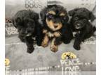 Maltipoo PUPPY FOR SALE ADN-776081 - Adorable maltipoo puppies