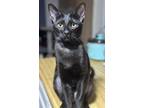 Adopt CHER a Domestic Shorthair (short coat) cat in Calimesa, CA (36363594)