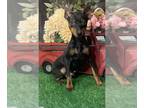 Miniature Pinscher PUPPY FOR SALE ADN-776077 - Prince