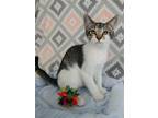 Adopt Starsky a Gray or Blue (Mostly) Domestic Shorthair / Mixed (short coat)