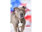 Adopt King Louie a Mixed Breed