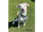 Adopt Sweetie a White Mixed Breed (Medium) / Mixed dog in Hamilton