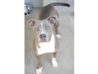 Adopt Mercy ~ NO SMALL KIDS a Gray/Blue/Silver/Salt & Pepper American Pit Bull