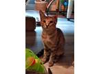 Adopt Ashley a Brown or Chocolate (Mostly) Domestic Shorthair / Mixed (short
