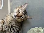 Adopt Oxford a Domestic Shorthair / Mixed (short coat) cat in Sarasota