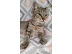 Adopt Nellie a Brown Tabby Domestic Shorthair / Mixed (short coat) cat in