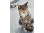 Adopt Becca a Gray or Blue (Mostly) Domestic Shorthair / Mixed (short coat) cat