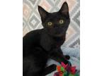 Adopt Cagney a All Black Domestic Shorthair / Mixed (short coat) cat in