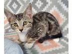 Adopt Coconut a Gray, Blue or Silver Tabby Domestic Shorthair / Mixed (short