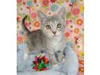 Adopt Fern a Gray or Blue (Mostly) Domestic Shorthair / Mixed (short coat) cat