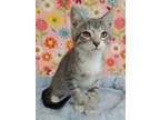 Adopt Finley a Gray or Blue (Mostly) Domestic Shorthair / Mixed (short coat) cat