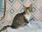 Adopt Hutch a Gray or Blue (Mostly) Domestic Shorthair / Mixed (short coat) cat