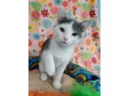 Adopt Kevin a Gray or Blue (Mostly) Domestic Shorthair / Mixed (short coat) cat