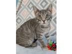 Adopt Lacey a Gray, Blue or Silver Tabby Domestic Shorthair / Mixed (short coat)
