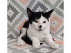 Adopt Meg a Black & White or Tuxedo Domestic Shorthair / Mixed (short coat) cat