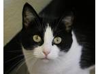 Adopt Ardis a Black & White or Tuxedo Domestic Shorthair / Mixed (short coat)