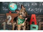 Adopt Ralphie a German Shepherd Dog / Mixed dog in Little Elm, TX (38887980)