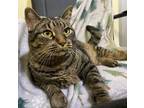 Adopt Helena a American Shorthair / Mixed cat in Oceanside, CA (38685891)