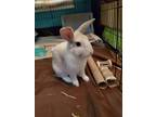 Adopt Coconut a White Silver (short coat) rabbit in Melbourne, FL (38640831)