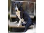 Adopt Vincent a Black - with White Border Collie / Labrador Retriever / Mixed