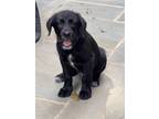 Adopt Wally sweet as sweet can be! a Black - with White Labradoodle / Pointer /