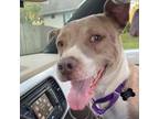 Adopt Peppa a Tan/Yellow/Fawn American Pit Bull Terrier / American Staffordshire