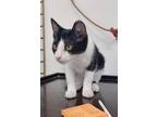 Adopt Conrad a All Black Domestic Shorthair / Domestic Shorthair / Mixed cat in