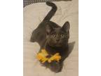 Adopt Gina a Gray or Blue Domestic Shorthair / Mixed cat in Palatine