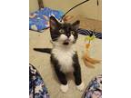 Adopt Charlie a Black & White or Tuxedo Domestic Shorthair / Mixed cat in