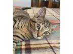 Adopt Kia a Gray, Blue or Silver Tabby Domestic Shorthair / Mixed cat in
