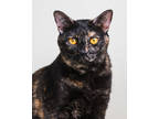 Adopt Freckles a All Black Domestic Shorthair / Domestic Shorthair / Mixed cat