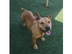Adopt Lena a Tan/Yellow/Fawn Pit Bull Terrier / Mixed dog in Rockwall