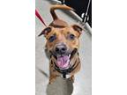 Adopt Spice a Dachshund, Staffordshire Bull Terrier