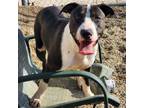 Adopt Otto a Bull Terrier