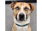 Adopt Rocky a Siberian Husky, Labrador Retriever