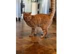Adopt Omar a Orange or Red Domestic Shorthair / Mixed cat in Phillipsburg