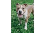 Adopt Draco a Tan/Yellow/Fawn - with White Pit Bull Terrier / Mixed dog in