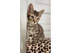 Adopt Andrew a Brown Tabby Domestic Shorthair / Mixed (short coat) cat in