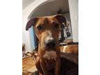 Adopt Poppy a Brown/Chocolate Pit Bull Terrier / Mixed dog in Hanover