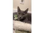 Adopt Eleanor a Gray or Blue Domestic Shorthair / Mixed (short coat) cat in